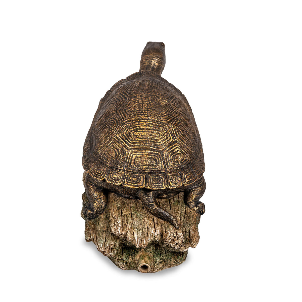 Back View of Turtle