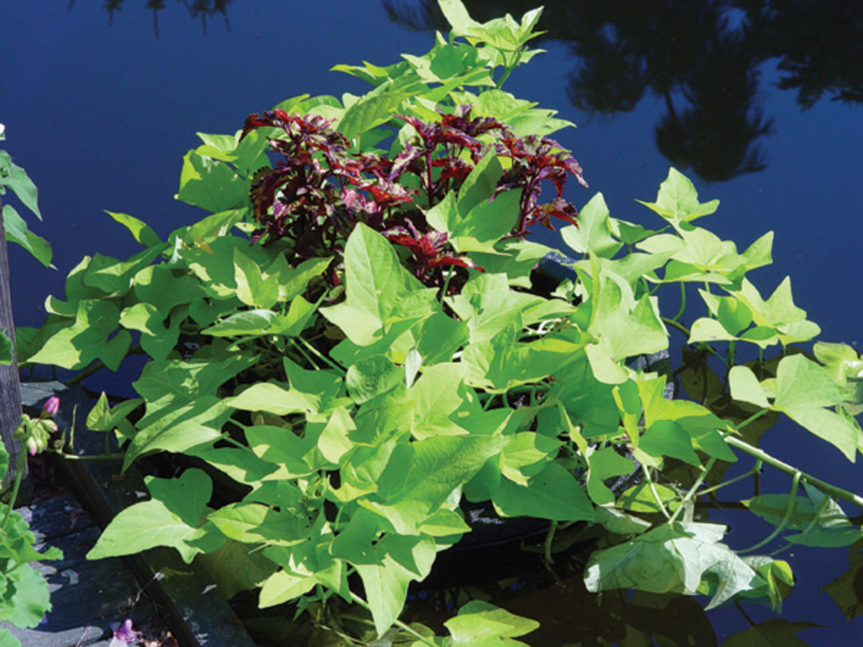Floating Planter In Use-Sweet Potato Vine