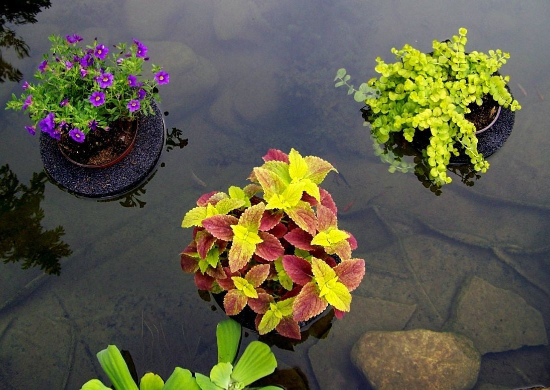 Floating Planter In Use-Creeping Jenny, Coleus, Million Bells