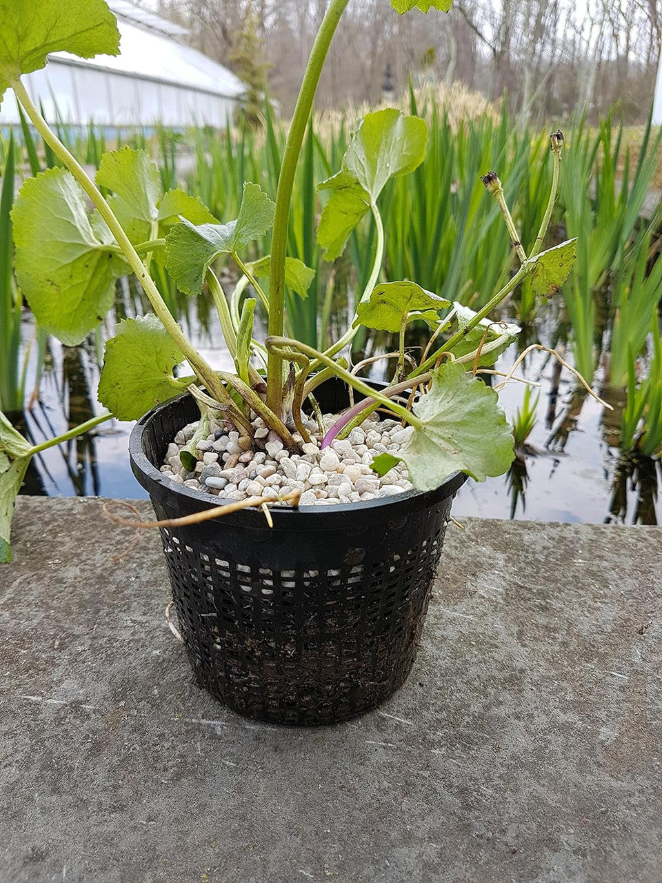 Mesh Basket with Aquatic Plant