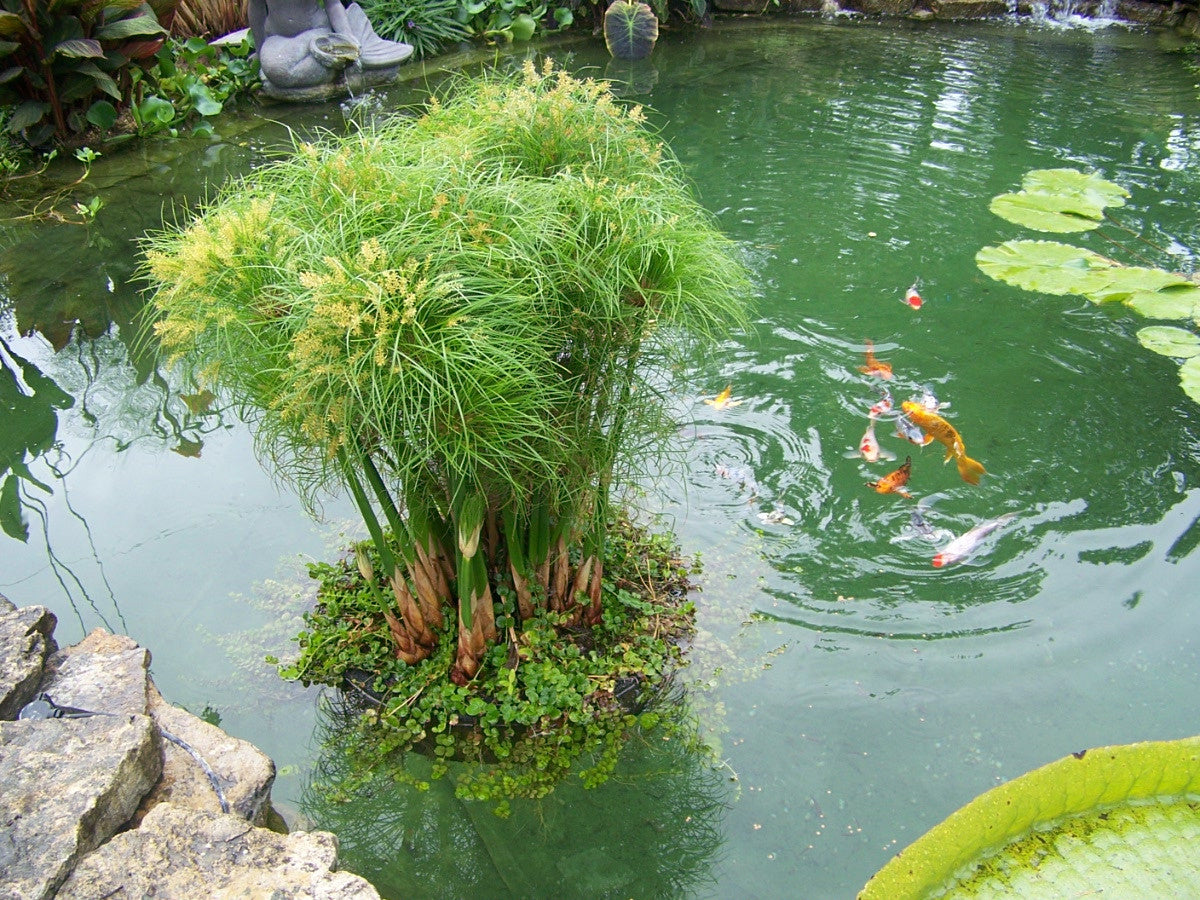 24" Floating Island Pond Planter