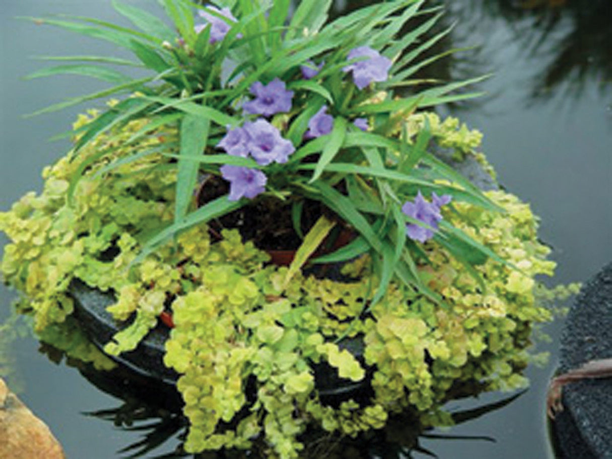 Sundial Floating Island | Katie Bluebells and Creeping Jenny