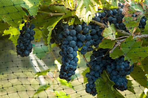 Green Vista 3/4 Inch Mesh Quality Bird Barrier Netting w/ Steel Stakes