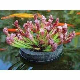 12" Floating Island Pond Planter