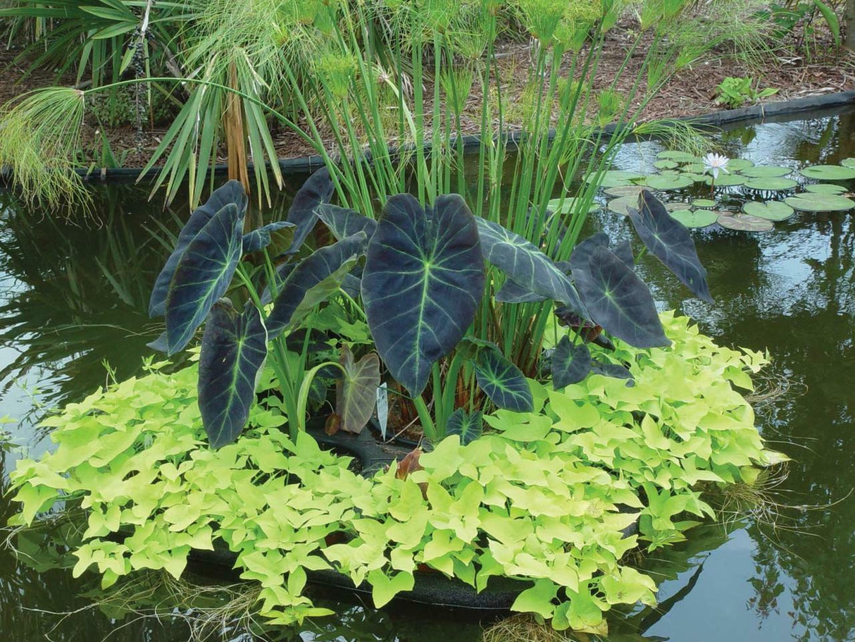 Green Vista Floating Wetland Island Raft for Pond Plants
