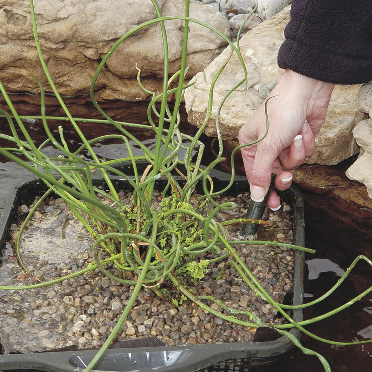 Laguna Aquatic Slow Release Fertilizer Spikes - 16-9-12