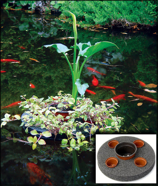 Sundial Floating Planter | Calla Lily and Trailing Bacopa