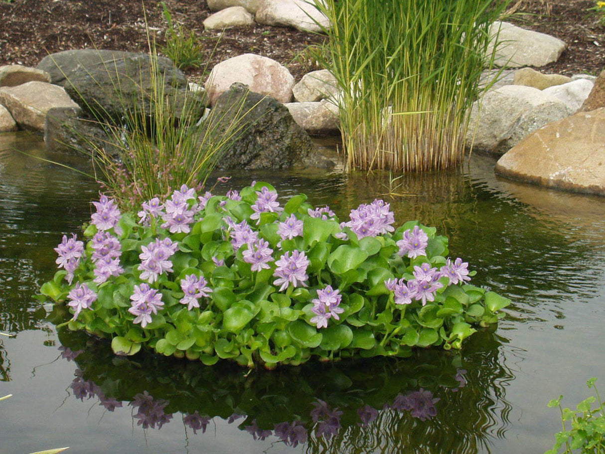 Floating Flora Hyacinth Island showing how plants are protected