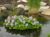 Floating Flora Hyacinth Island showing how plants are protected