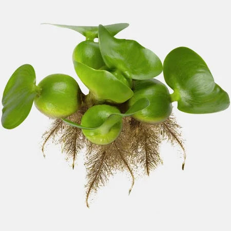 Water Hyacinth